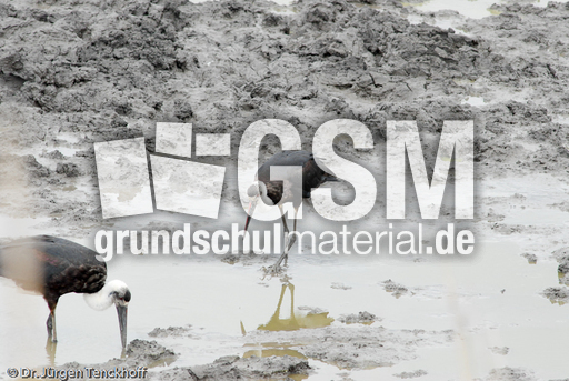 Wollhalsstorch (1 von 4).jpg